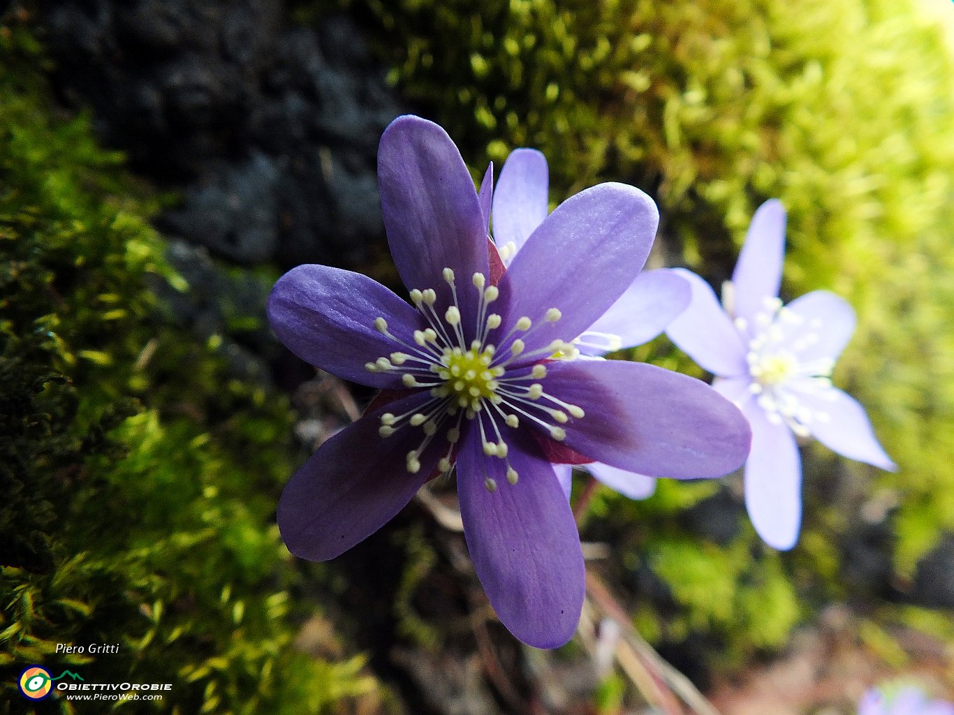 77 Hepatica nobilis ...alla macro.JPG